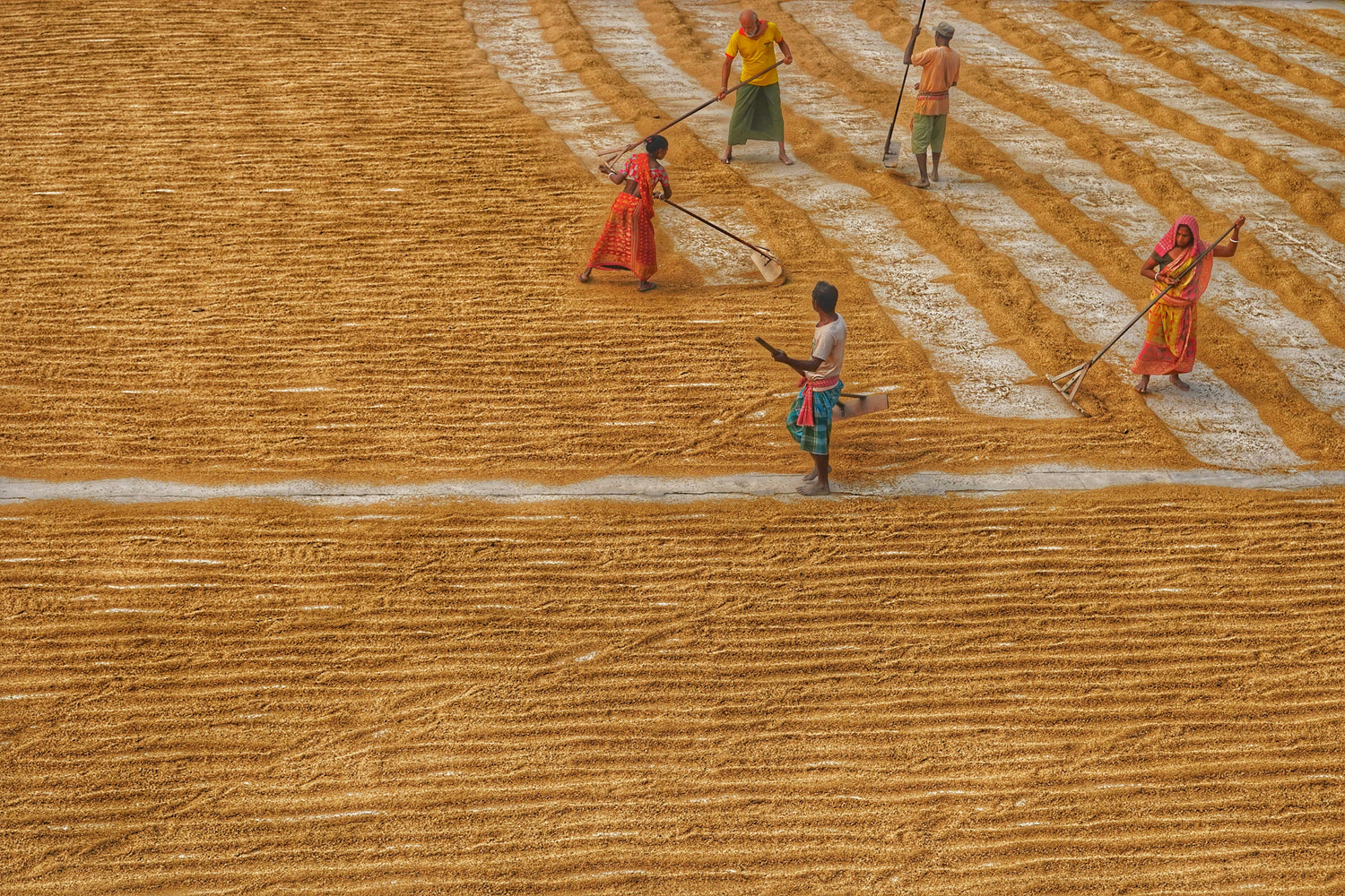 The Cultural Significance of Rice: A Grain that Unites Across Continents